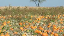 pumpkin patch