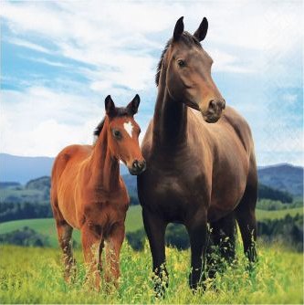 Horse Party